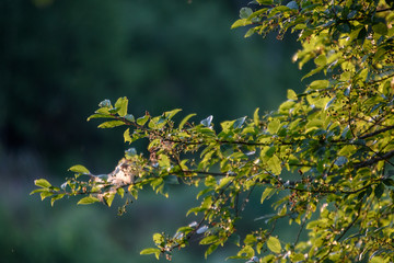fresh green foliage tree leaves in morning light against blur background