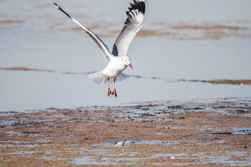 Southern Royal Albatross