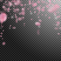 Sakura petals falling down. Romantic pink flowers 