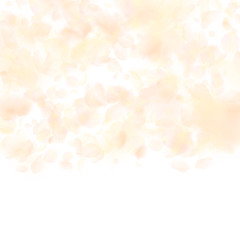 Yellow orange flower petals falling down. Memorabl