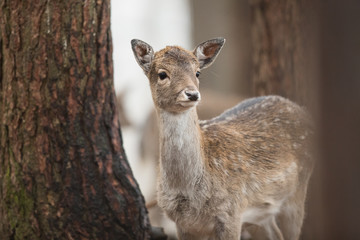 Fallow deer, Dama dama