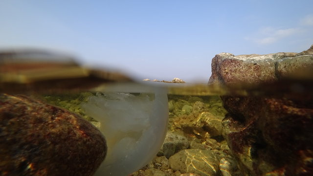 Underwater photo of a jellyfish on the Black Sea