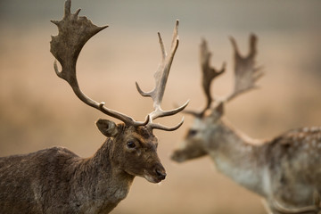 Fototapeta premium Fallow deer, Dama dama