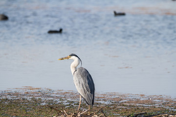 Grey Heron
