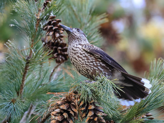 Nutcracker © Risto