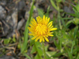 A young dandelion in the forest. Begins to open spring heat.