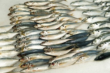Fresh fish on Ice
