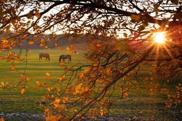 Horses on the meadow at sunset