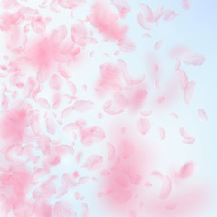 Sakura petals falling down. Romantic pink flowers 