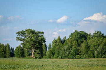 Fototapeta premium beautiful green meadow with summer flowers near forest in warm summer day