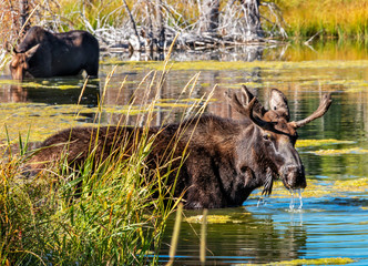 moose pair in teton pond
