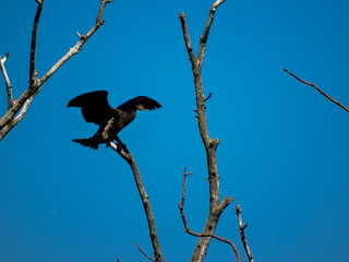 Cormoran à Copenhague