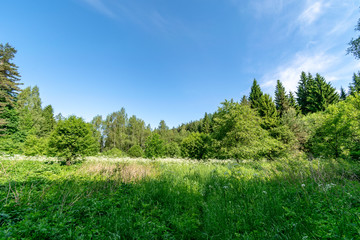 beautiful green meadow with summer flowers near forest in warm summer day
