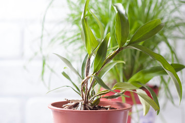 Dendrobium farmeri, flowers background