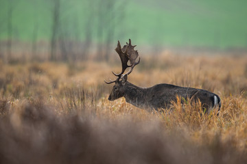 Fallow deer, Dama dama