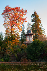 Fototapeta premium Fire trees in autumn