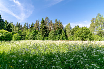 beautiful green meadow with summer flowers near forest in warm summer day