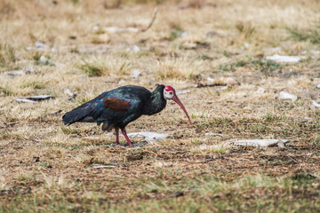 Southern Bald Ibis