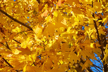 autumn, leaf, fall, tree, maple, leaves, nature, yellow, foliage, orange, season, forest, bright, red, color, branch, park, plant, abstract, colorful, golden, beauty, green, outdoors, sky
