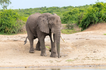 Fototapeta na wymiar An african Elephant