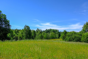 beautiful green meadow with summer flowers near forest in warm summer day