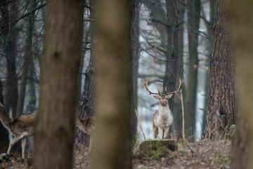 Fallow deer, Dama dama