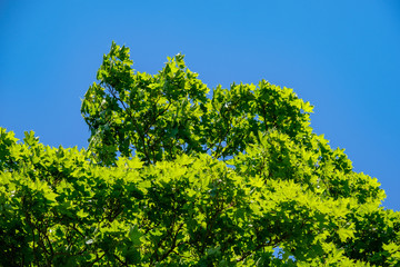 Fototapeta premium fresh green foliage tree leaves in morning light against blur background