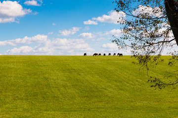 Horses at horsefarm. Country landscape.