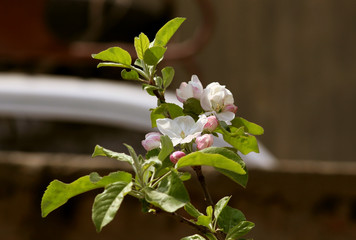 branch of apple tree with white flowers