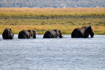 Fototapeta na wymiar Elephants crossing Chobe River in Botswana