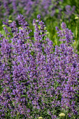 lilac lavandish plants in summer