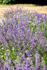 Fototapeta premium lilac lavandish plants in summer