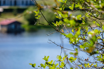 fresh green foliage tree leaves in morning light against blur background