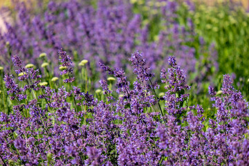 Fototapeta premium lilac lavandish plants in summer