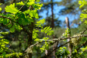 fresh green foliage tree leaves in morning light against blur background