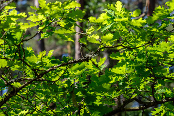 Naklejka na ściany i meble fresh green foliage tree leaves in morning light against blur background