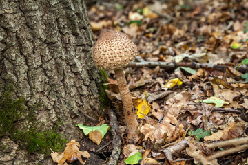 Parasol mushroom