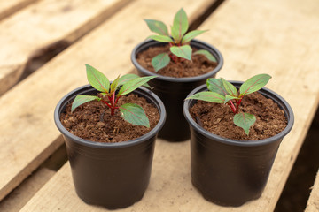 Three flower pots of impatiens seedlings on a light wooden background; in the greenhouse