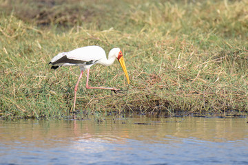 Yellow-billed stork
