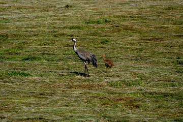 Obraz na płótnie Canvas crane with young on the meadow