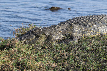 Nile crocodile