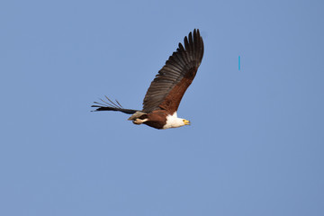 African Fish Eagle flying over Chobe river