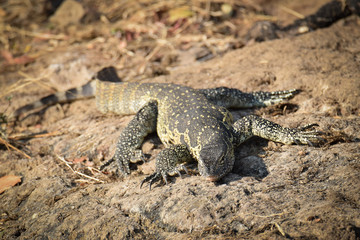 Monitor lizard on the bank of Chobe river in Botswana