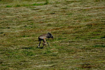 crane with young on the meadow