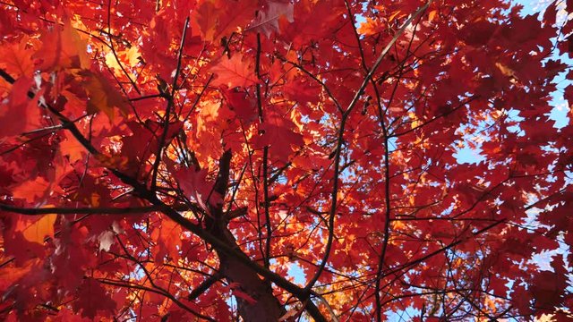 Beautiful Maple Tree With Red Leaves. Fall Season.