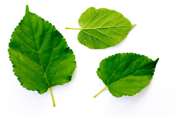 Fototapeta premium Green leaf texture. Leaf texture background