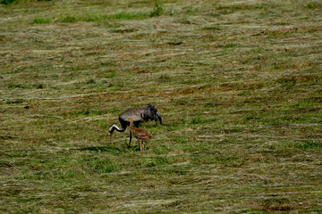 crane with young on the meadow
