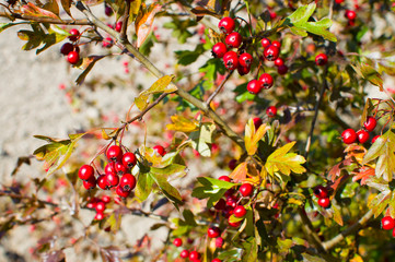 red hawthorn berries autumn