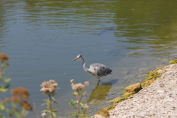 Graureiher (Ardea cinerea )