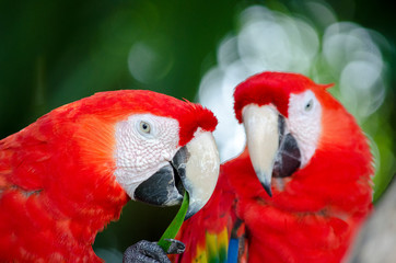 macaw